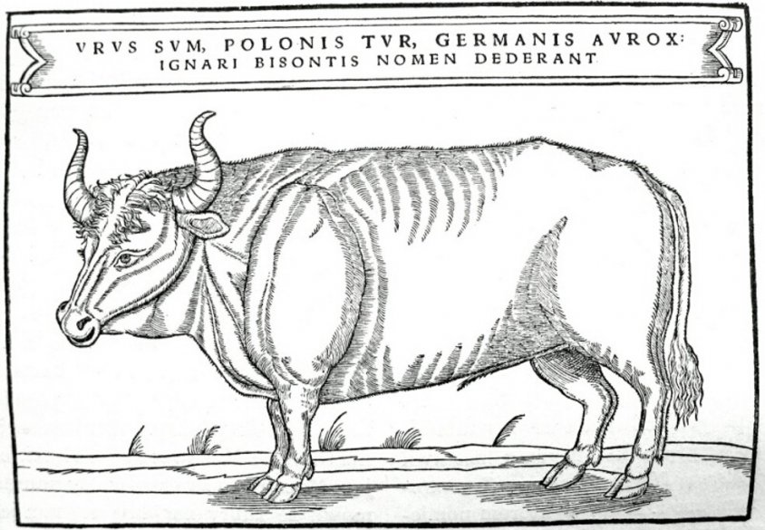 Tur Ilustracja z książki Zygmunta Herbersteina wydanej w 1556 roku. Napis na górze głosi Urus sum, polonis Tur, germanis Aurox ignari Bisontis nomen dederant (Urus jestem, po polsku tur, po niemiecku aurox