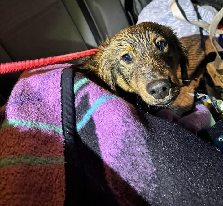 Pojechali 1400 km aby uratować psiaka. 6 -miesięczny psiak przeżył na małym skrawku lądy 5 dni