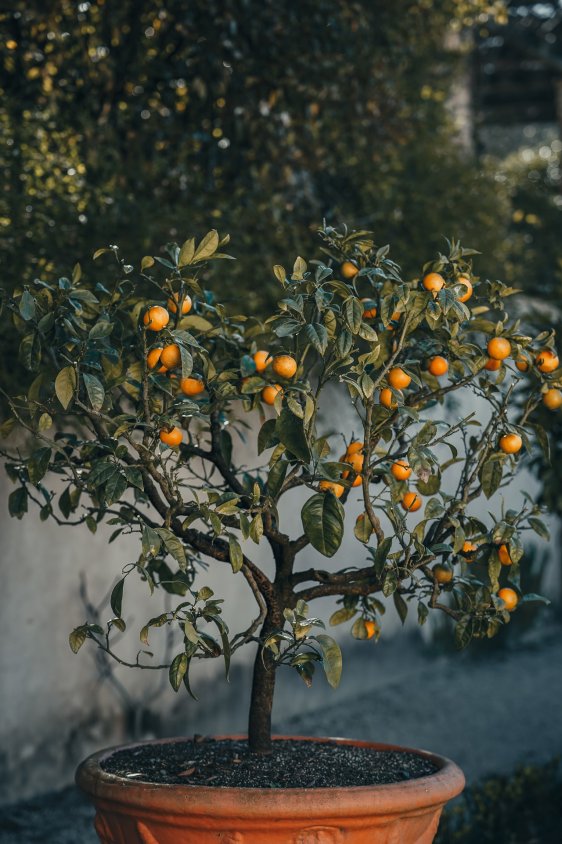 Jesienne aranżacje ogrodu - stwórz wymarzoną oranżerie 
