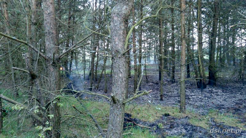Pożar lasu. Strażacy szli półtora kilometra pieszo aby ugasić płomienie