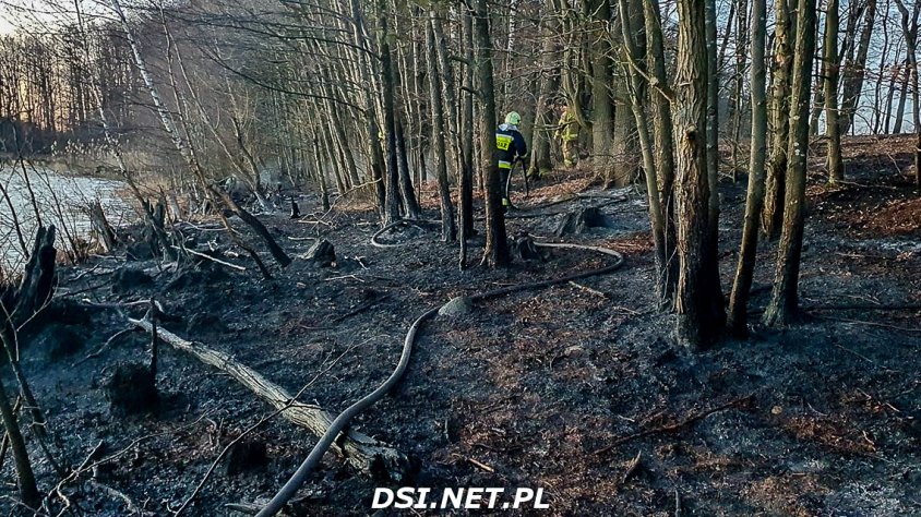 Pożar lasu. Strażacy gasili pożar w ciężkich warunkach. Zdjęcia