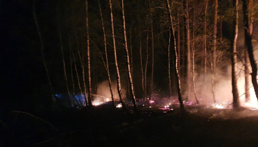 Strażacy walczyli z pożarem lasu. 