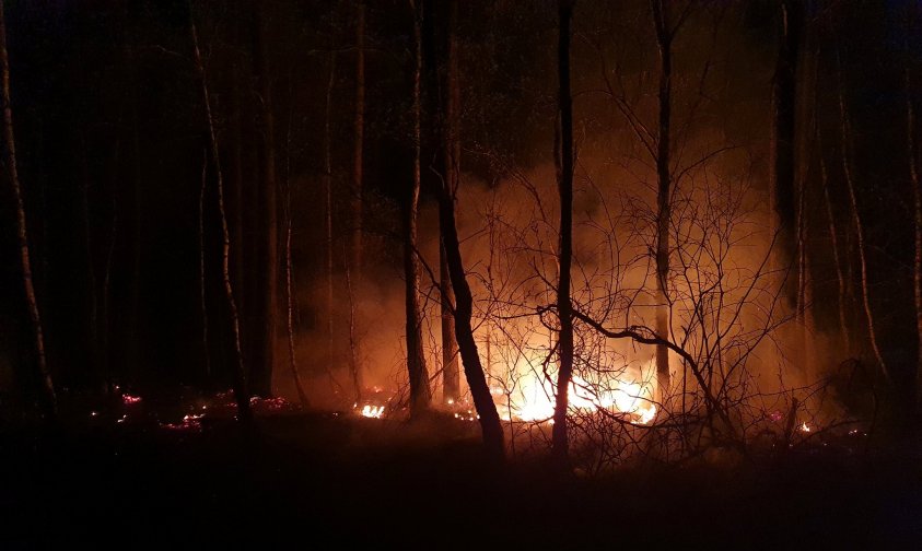 Strażacy walczyli z pożarem lasu. 