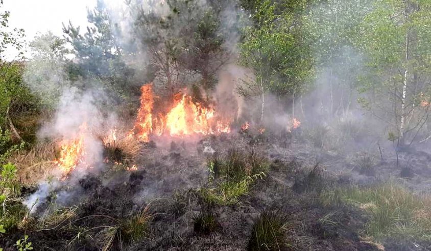 Strażacy ponownie gaszą pożary w lasach. 