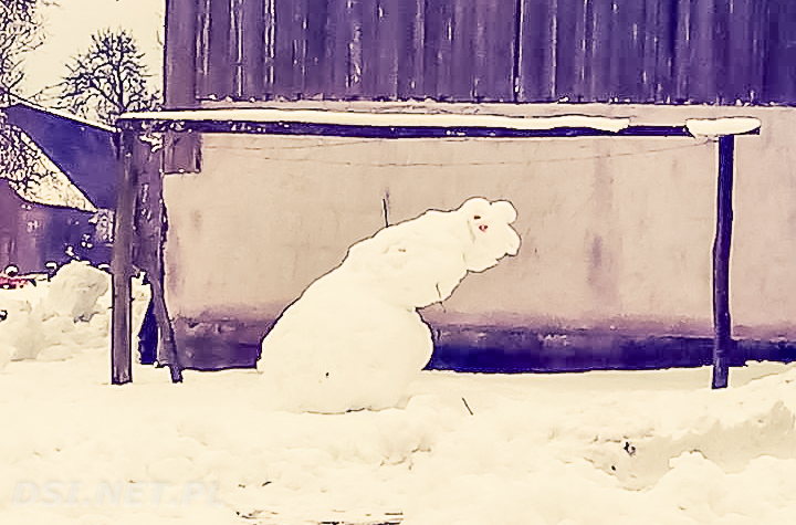 Sośnica polską stolicą śnieżnego bałwana