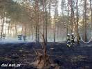 2016-05-26 Palił się las w okolicach Trzcińca