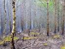 Spaliło się pół hektara lasu w okolicach miejscowości Studniczka