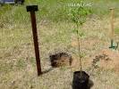 2019-06-03 Posadzili drzewa dzieci w Dzień Dziecka