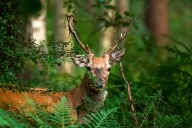 Okres godowy jeleni szlachetnych – Rykowisko okiem fotografa