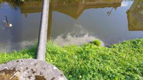 Zanieczyszczenia w rzece Wąsawie - komunikat złocienieckiego ratusza