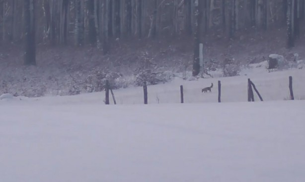 Wilki spotkane w okolicach Sośnicy - video