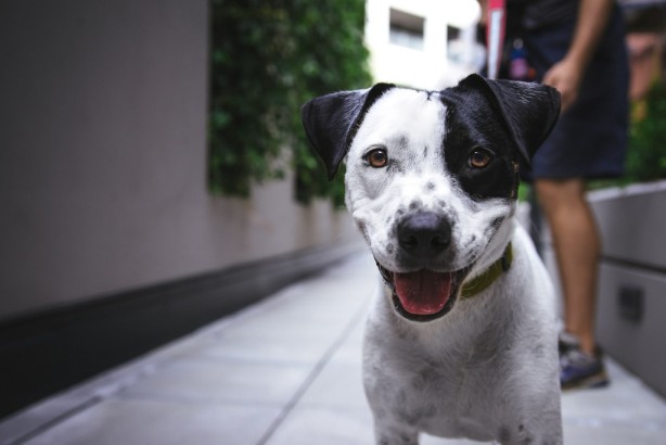 Kojec dla psa – Twój sposób na bezpieczeństwo i komfort czworonożnego przyjaciela